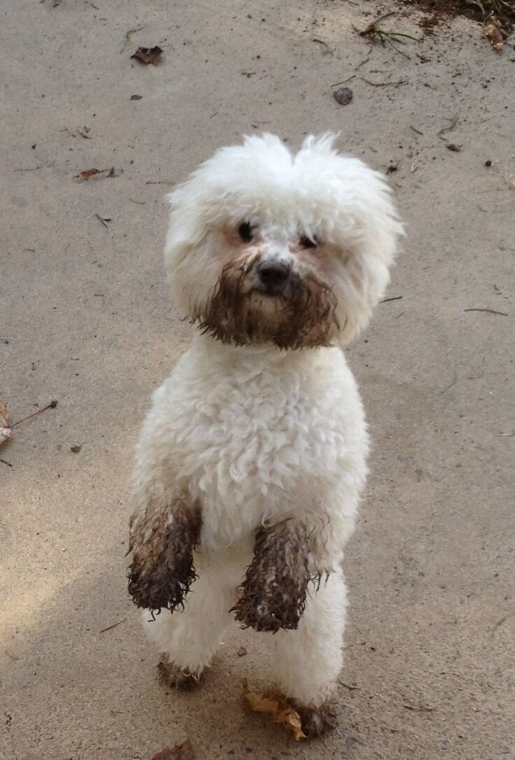 Бишон Фризе