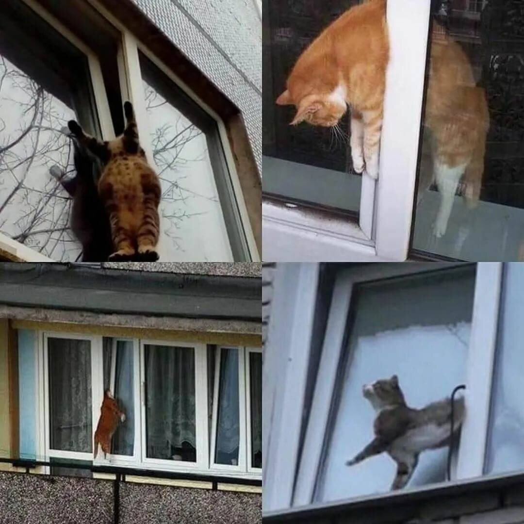 Пластиковые окна кошки. Кот на окне. Котик у окна. RJN D jjryt. Пластиковые окна и коты.