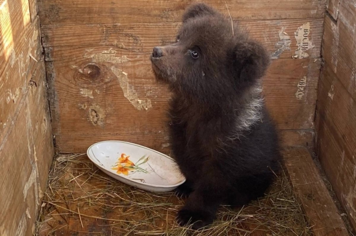    Животное планируют вернуть в Пермский край и выпустить на волю.