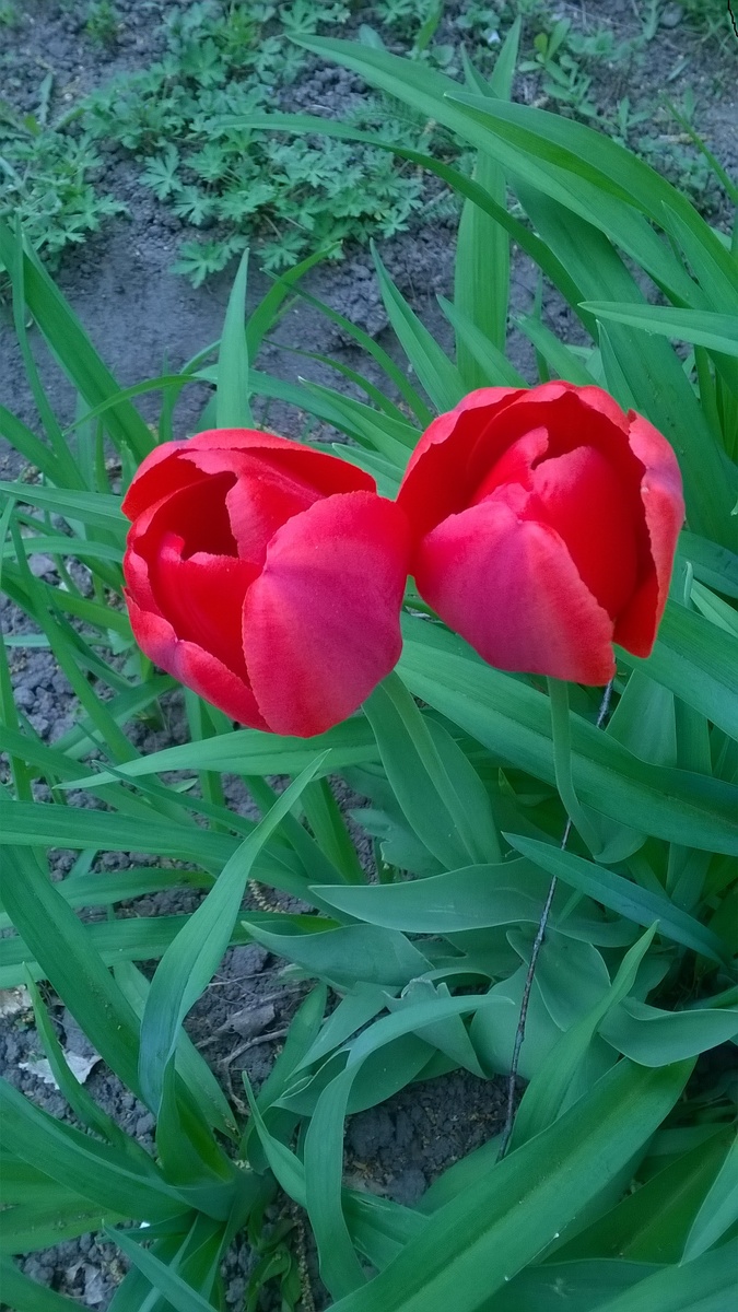 красивая пара