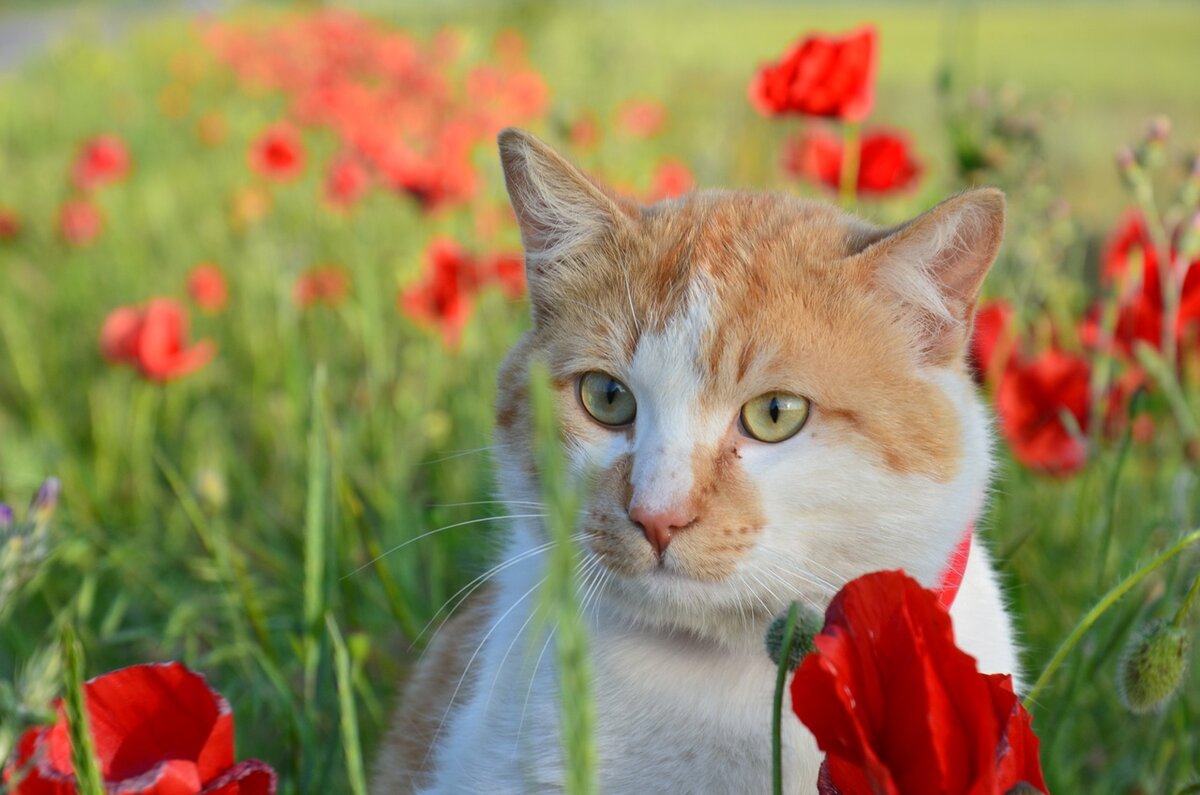 Стараюсь держаться от огненных цветов подальше — за усы переживаю. 