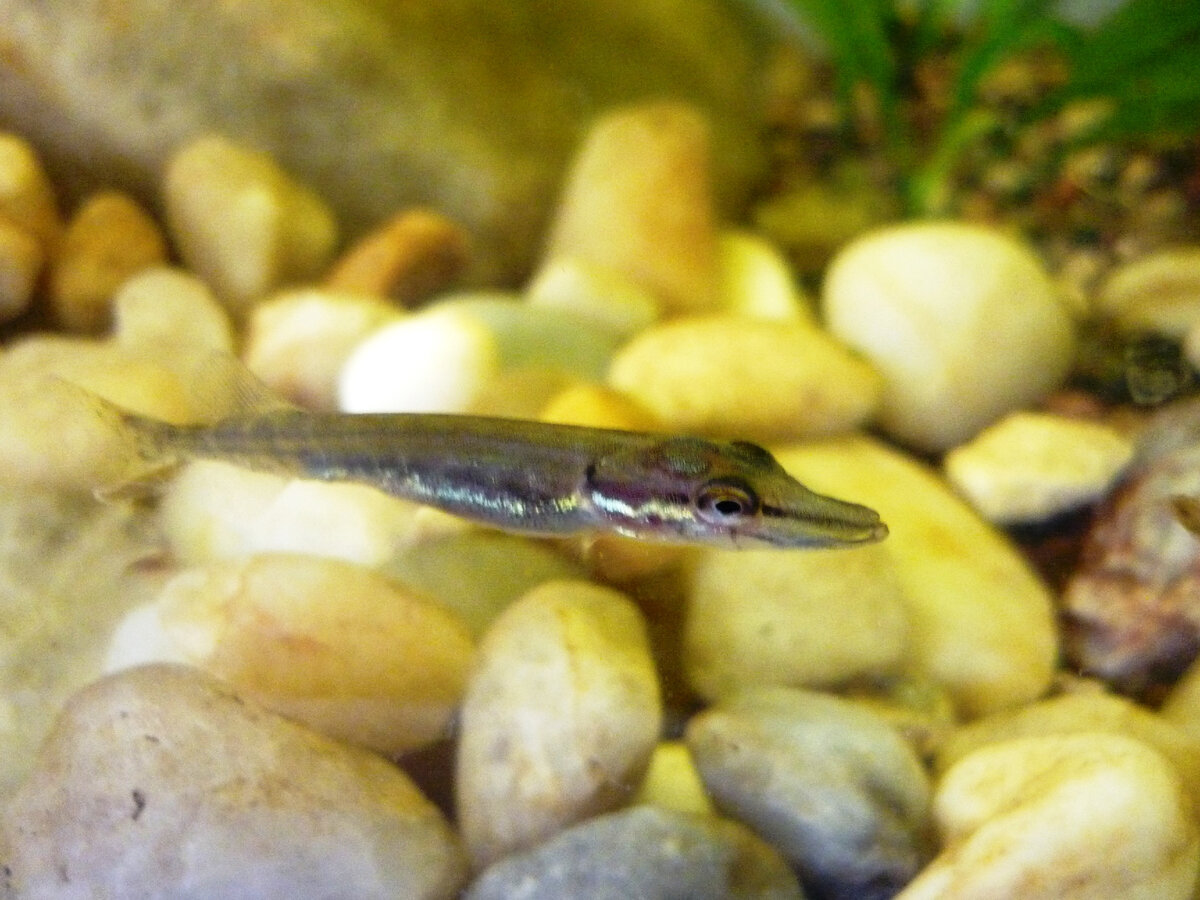 Щучке месяц