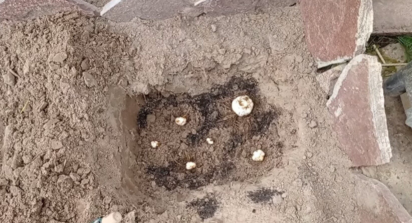 Посадка луковиц лилий