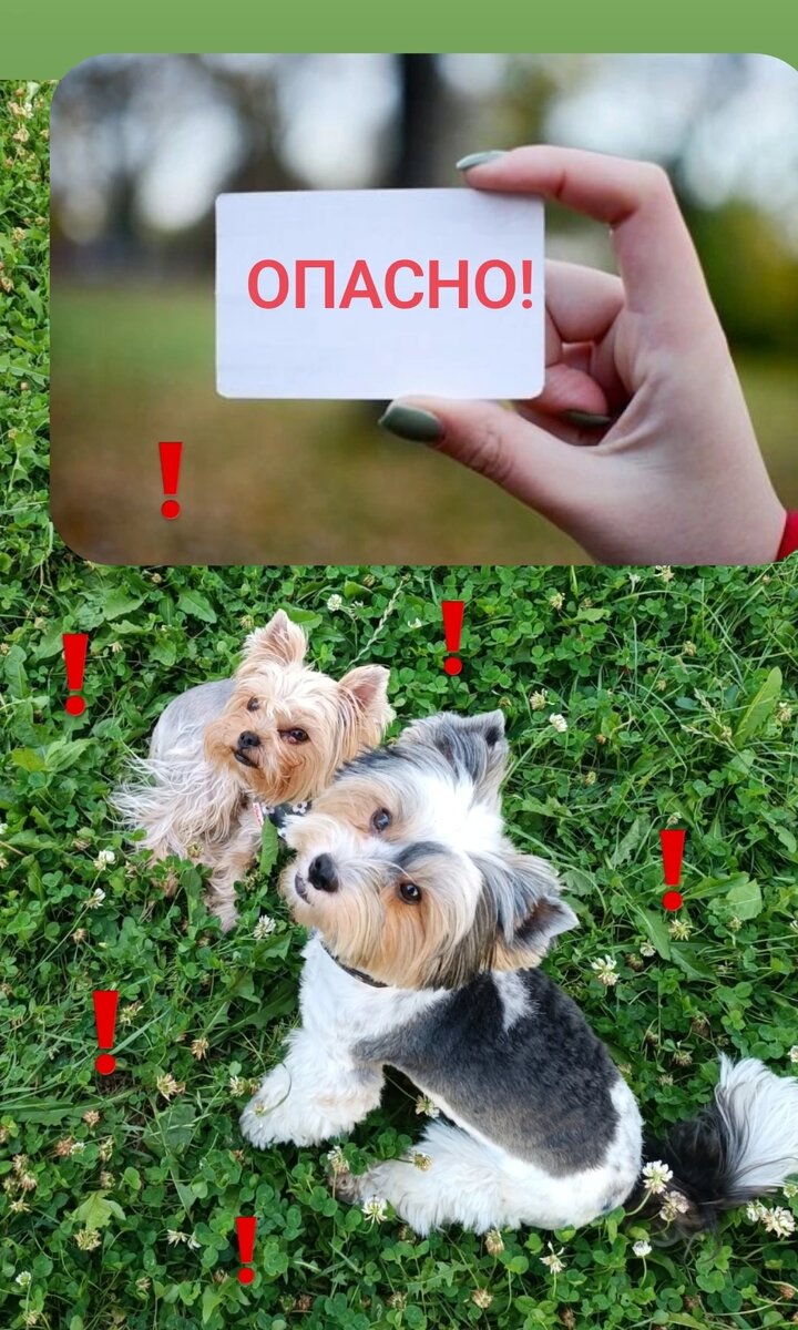 Риччи и Эдди предупреждают. 