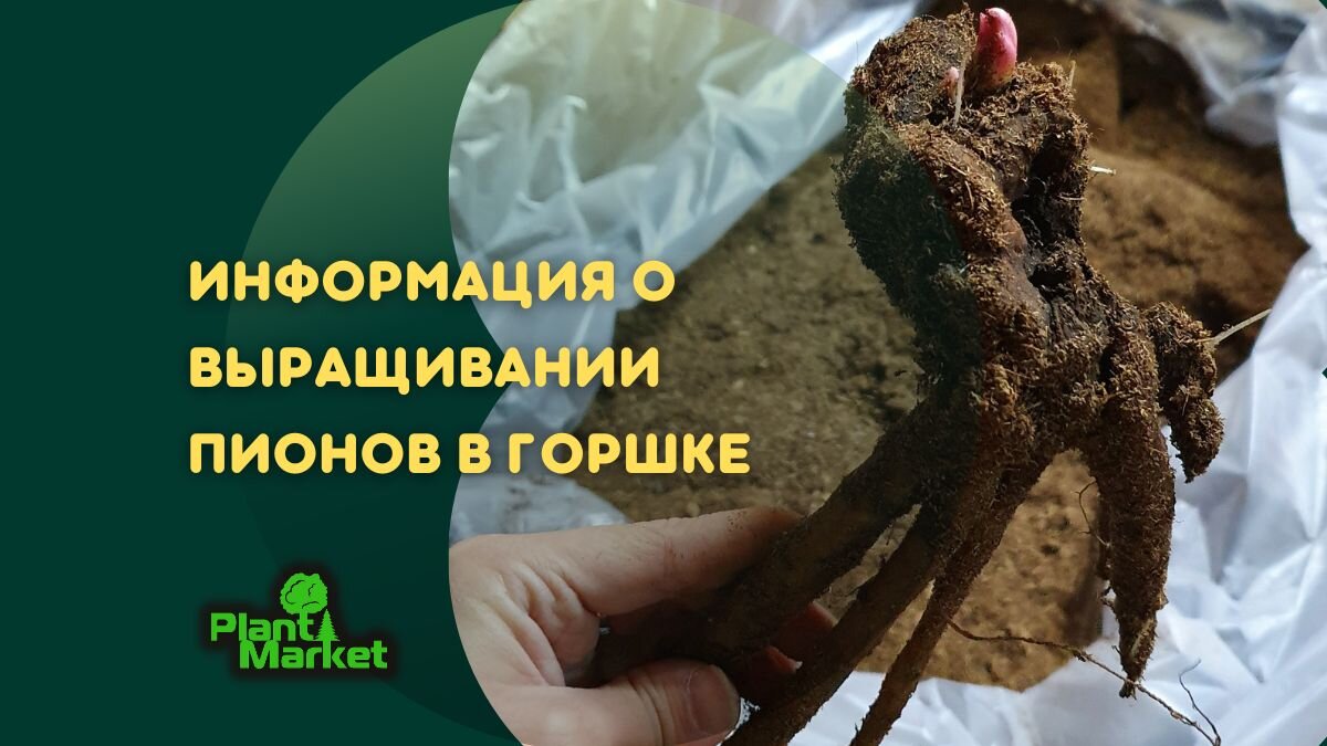 Информация о выращивании пионов в горшке. | PlantMarket | Дзен