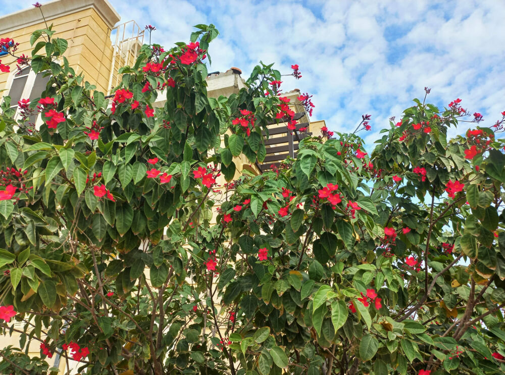 Коралловый цветок. Ятрофа цельнокрайняя ( Jatropha integerrima)