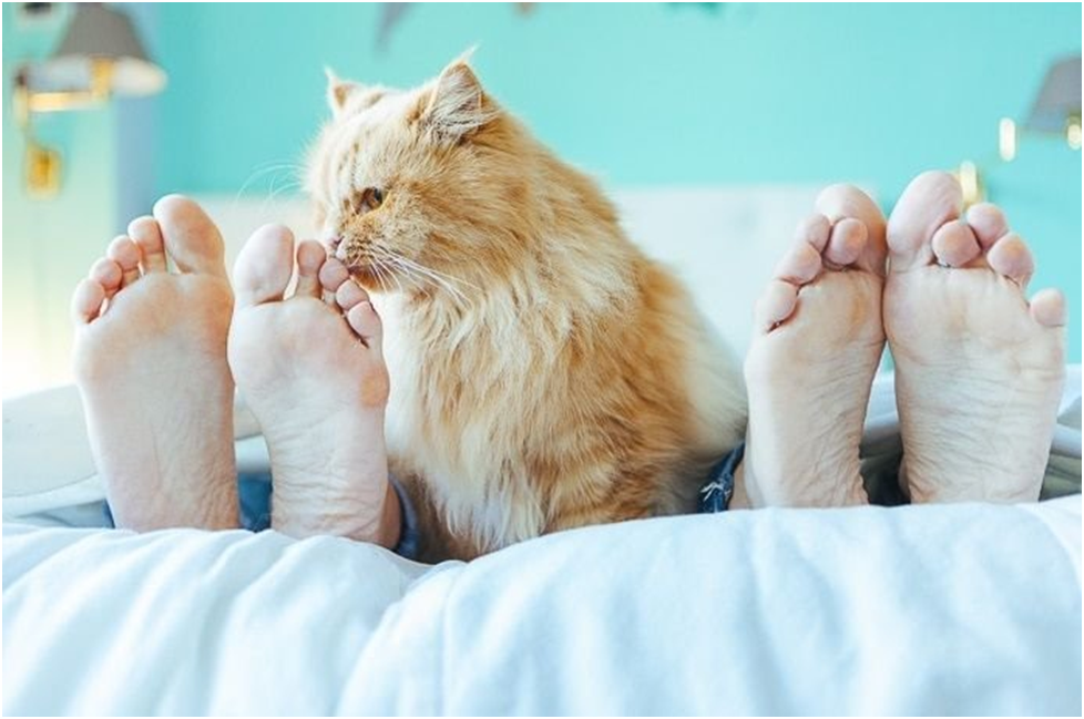 Почему кошки ложатся в ноги. Кошка вылизывает ногу. Кошка девушка feet. Кошка лижет ногу. Кот трется об ноги.