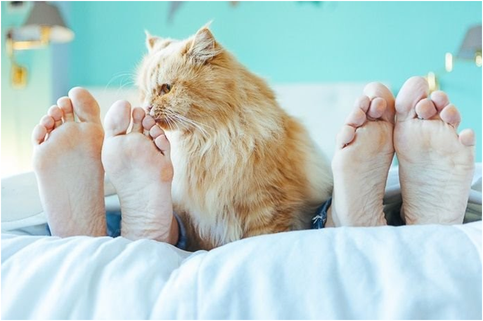 Почему кошка кусает ноги хозяйке. Кошка лижет ноги. Cat feet. Кошка спит на ноге что означает. Приметы кот ложится в ноги.