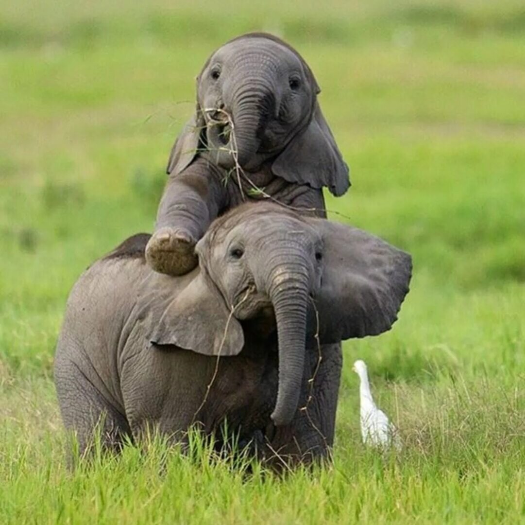 Забавные слоны