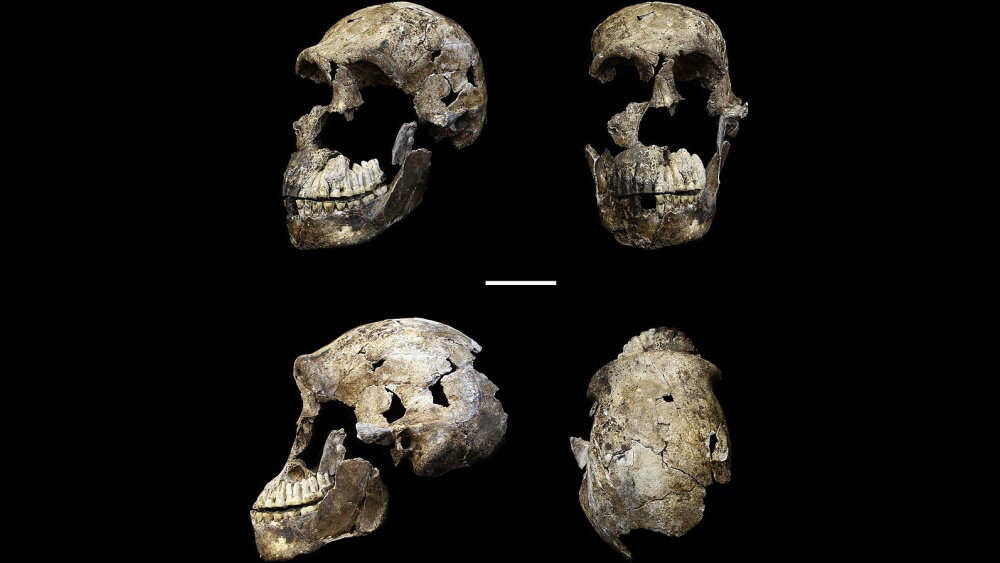    Фото: Wikipedia, Череп Homo naledi