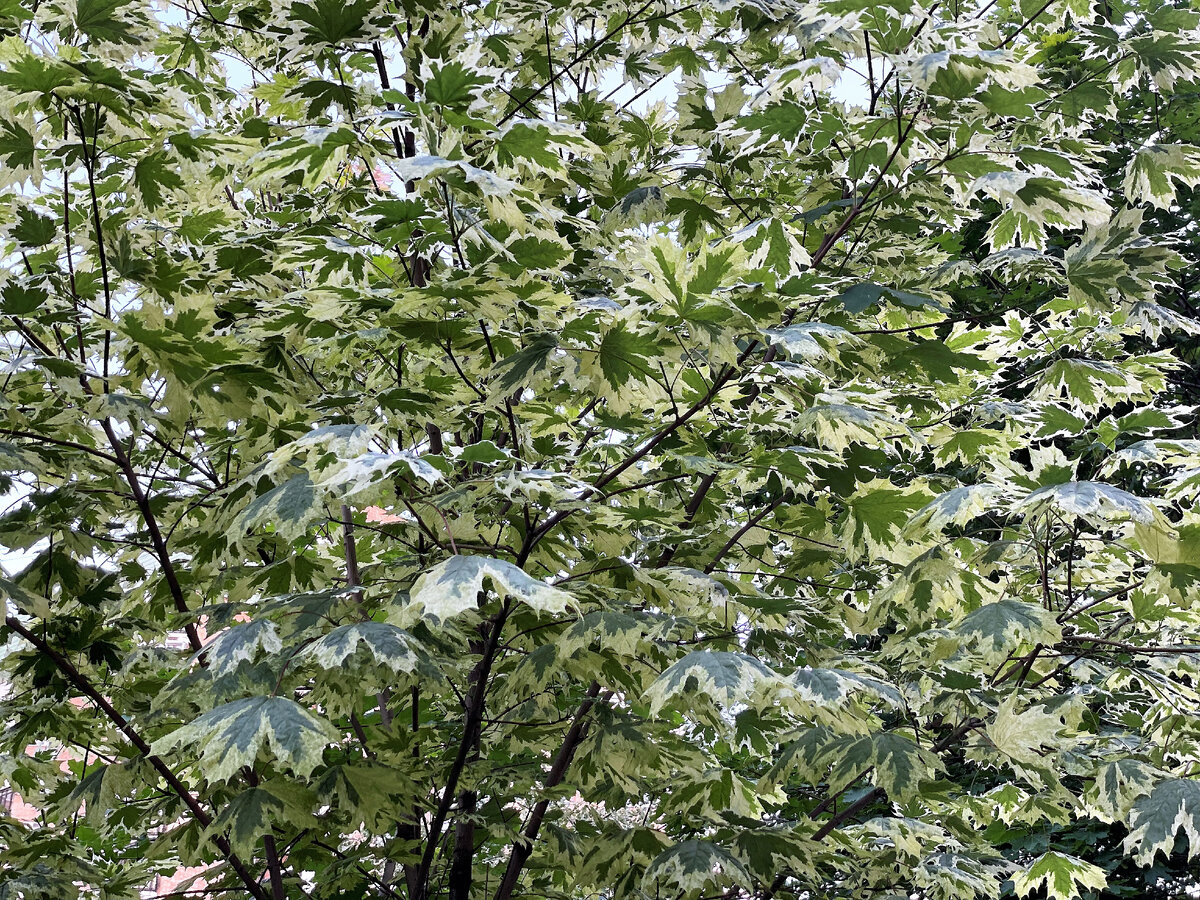 Это для летнего настроения! Такое разнообразие окрасок листвы в Москве. Фото автора