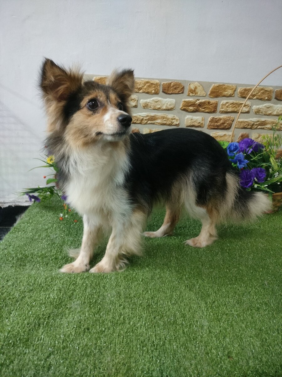 Есть в нашей области такое место, называется отлов собак. Туда поступают собаки с ближайших областей. Просто поток собак.-7