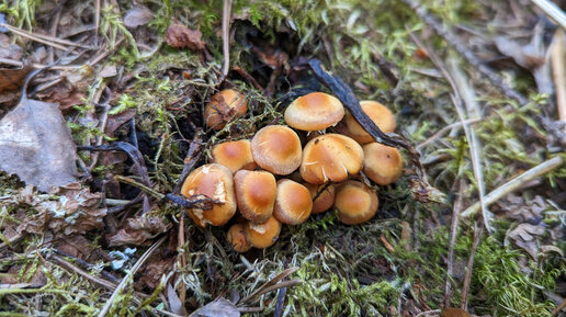 Опёнок летний (Kuehneromyces mutabilis). Пробуем на вкус июньские опята.