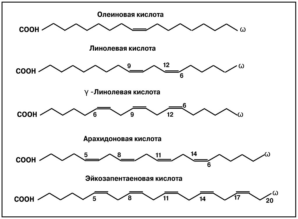 3 жирных кислот