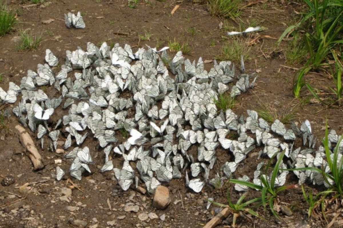    В «Таганае» рассказали о нашествии бабочек-боярышниц