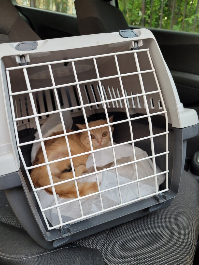 Сёмочка, поездка в клинику