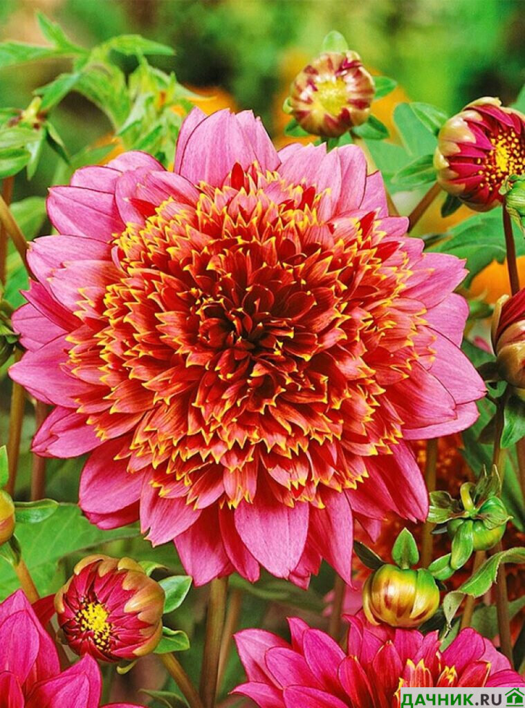 Выбор лучших сортов георгинов для сада