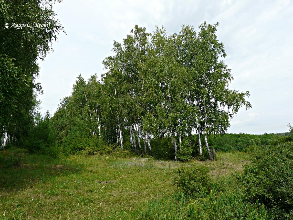 село новоберезово рязанской области сасовского района фото