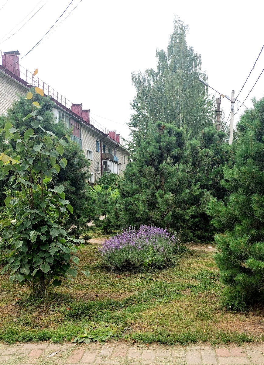 В центре куст лаванды. Обожаю лаванду