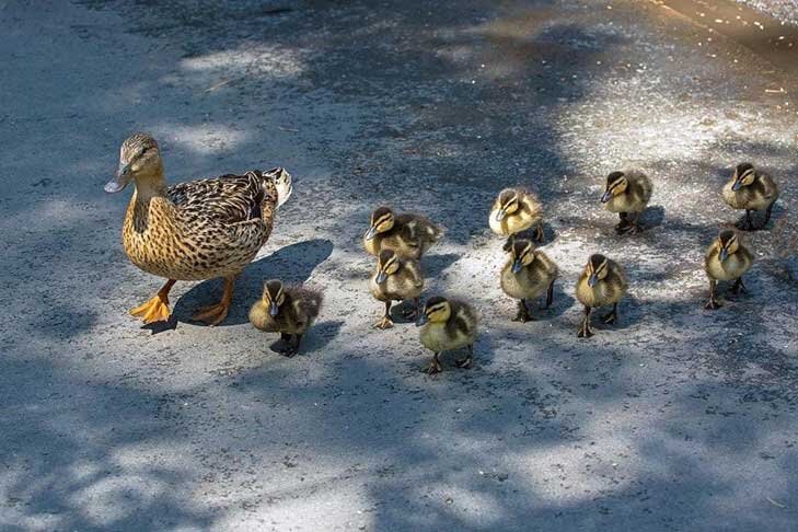    Фото Владимира Габова из группы Новосибирского зоопарка во «ВКонтакте»