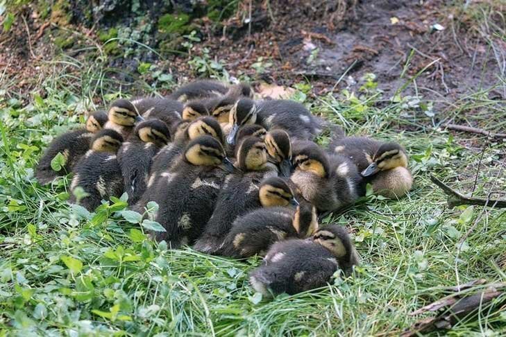 Фото Новосибирского зоопарка.📷
