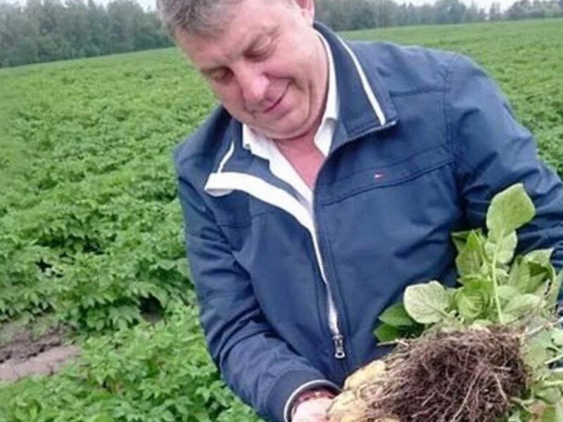    На Брянщине посадили картофеля значительно меньше, чем 5 лет назад avchernov