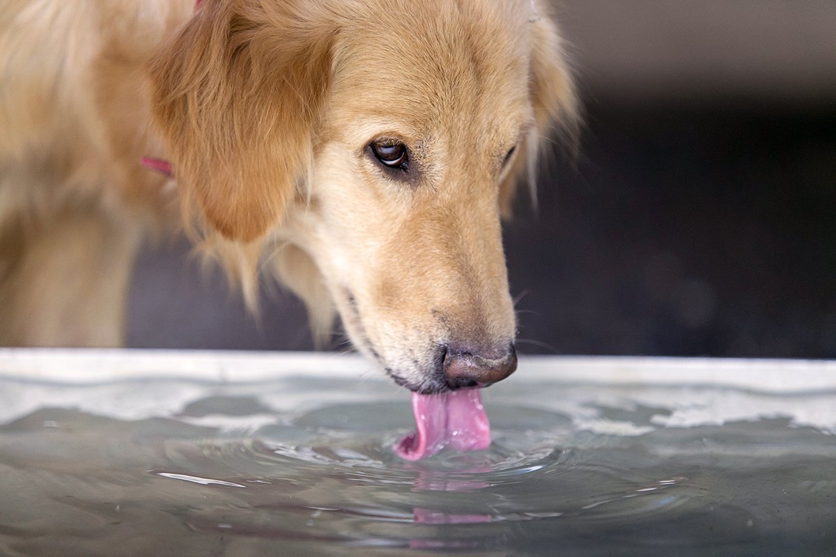 Как пьет собака замедленная. Собака пьет воду. Собака лакает. Жажда у собаки. Собака пьет воду из миски.