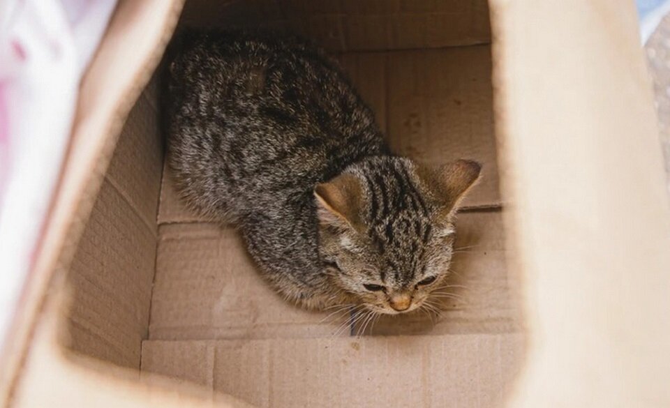 Кошечка в коробке слегка испугана, поэтому выглядит немного встревоженной