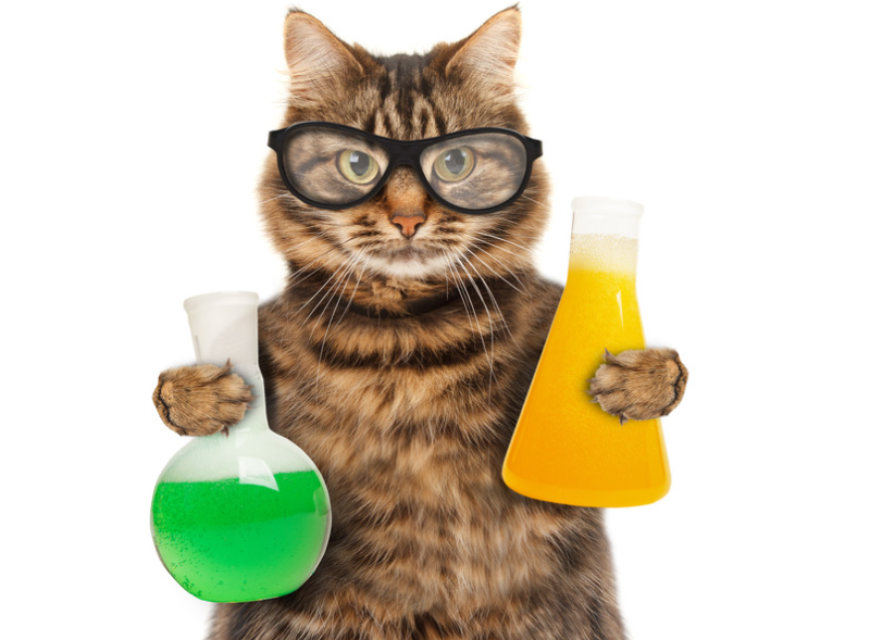 Кошка с химическими соединениями. Фото: Canva