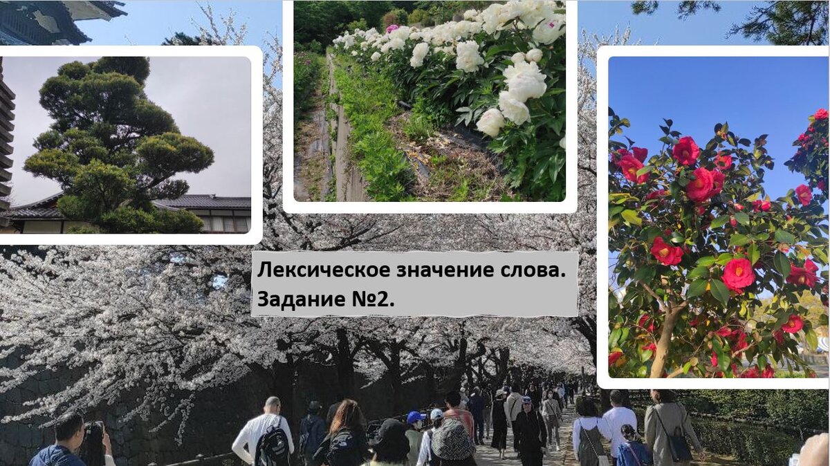 Канадзава, Япония. Японцы любуются цветением растений.