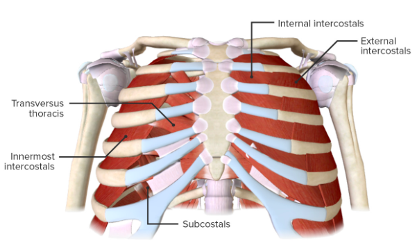 Мышцы и суставы грудной клетки 