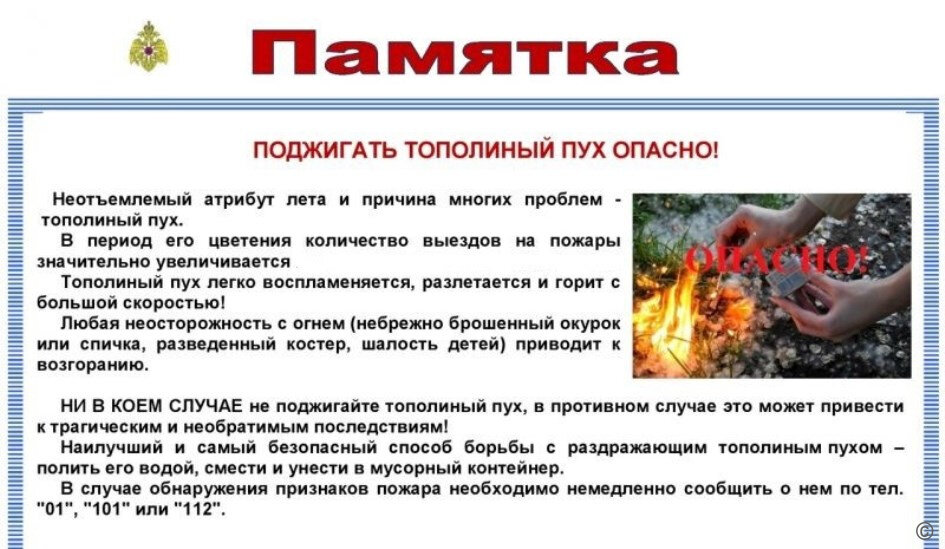 Тополиный пух причина пожаров. Тополиный пух пожарная безопасность.