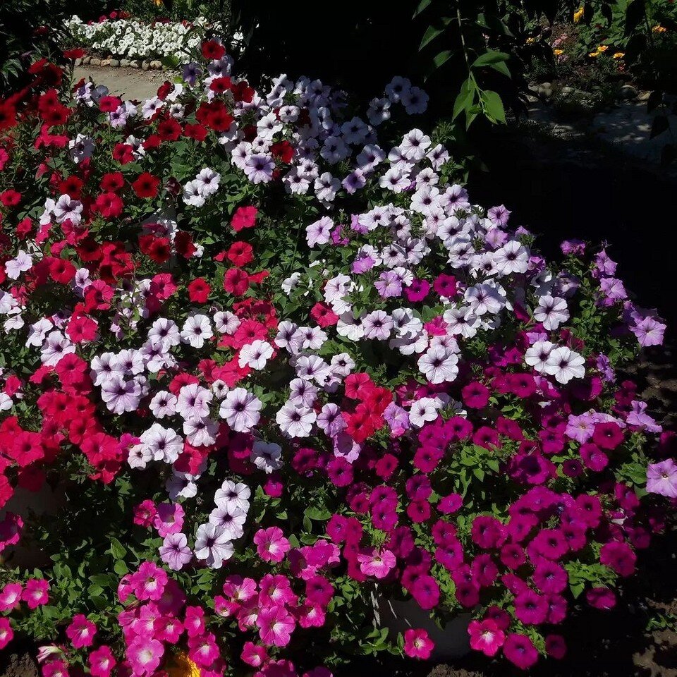      fanat_flower