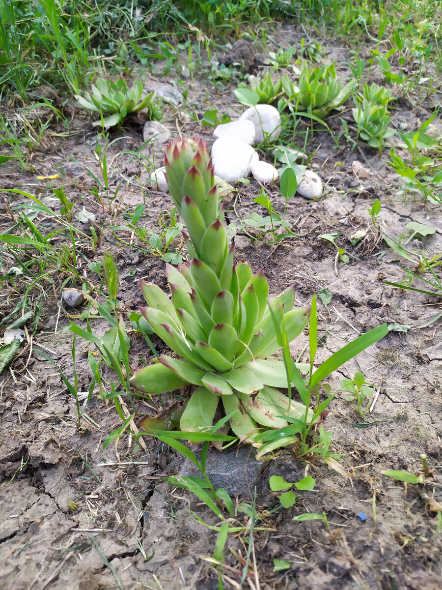 Каменная роза в саду намекнула что результат на текущий момент **евый😂😂😂