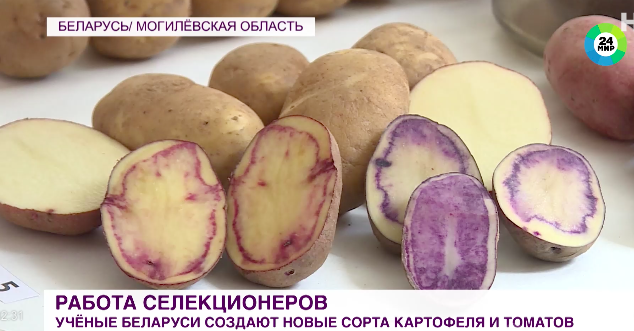 Ученые Беларуси вывели сорта сверхурожайного томата и картофеля с розовоймякотью
