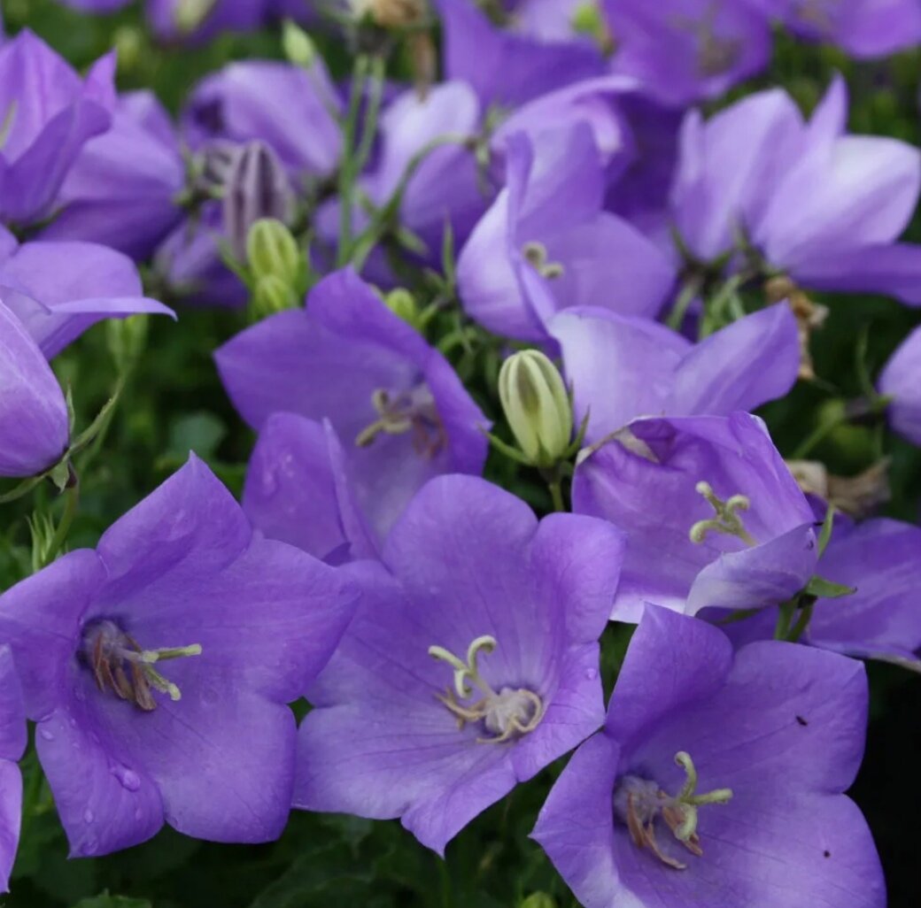 Колокольчик карпатский. Колокольчик Карпатский (Campanula Carpatica). Колокольчик Карпатский Белогорье. Колокольчик Карпатский Pearl White. Колокольчик Карпатский Блю клипс.