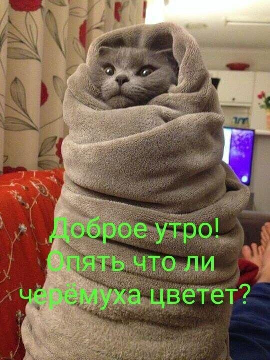 Свободный доступ 