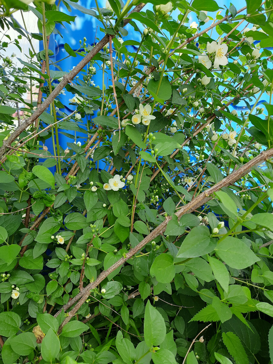 У соседки Курильский чай