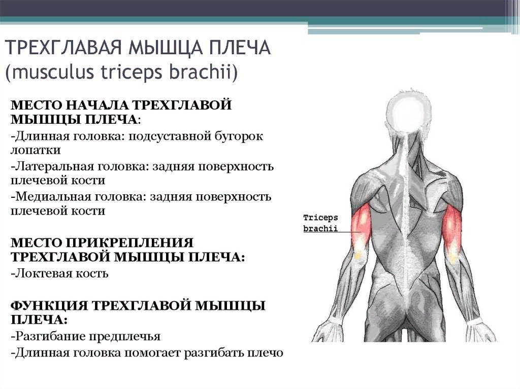 На рисунке изображены бицепс 1 и трицепс 2