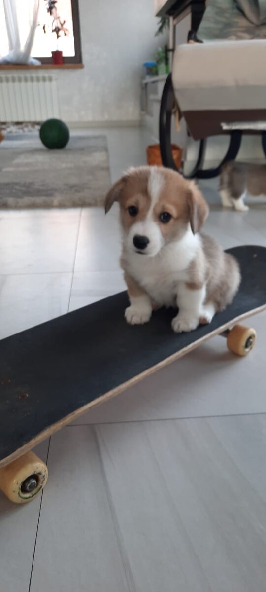 Мэгги 1,5 месяца. На скейте у заводчицы. 