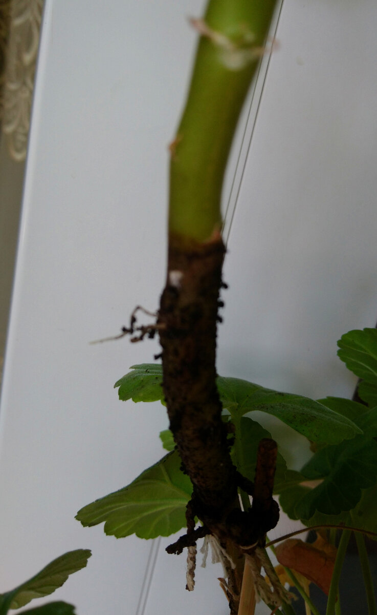 Корни тонкие и нежные