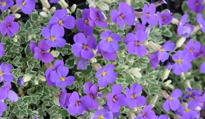 как выращивать многолетники в саду. Флокс прелестный Вариегата (Variegata)