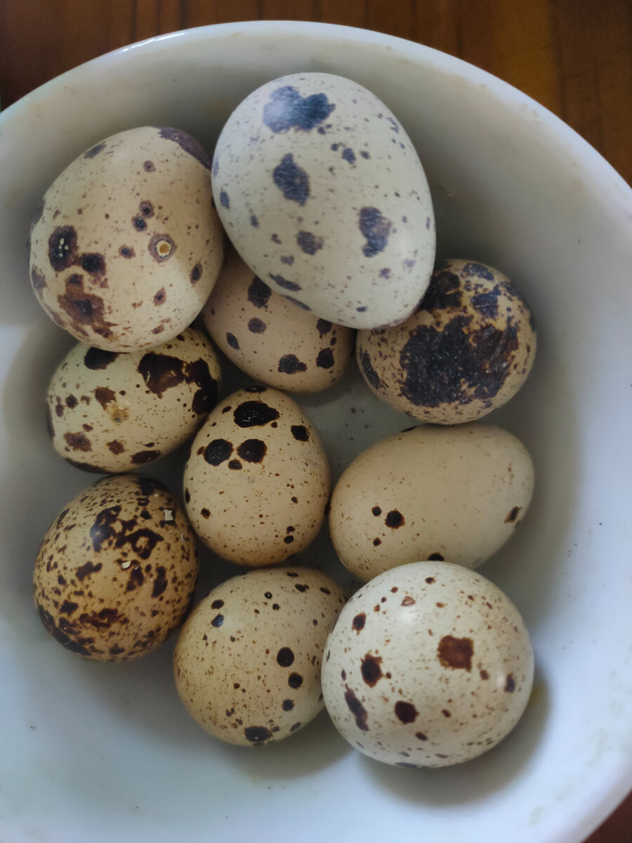 Яйца перепелиные 10шт.