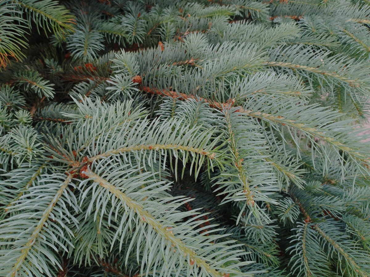 Просто красивые иголочки на елке