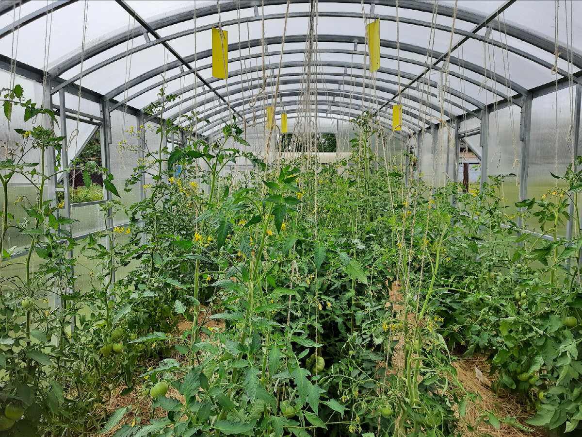 Просто мои томаты 27 июня, чтобы не скучно было:)