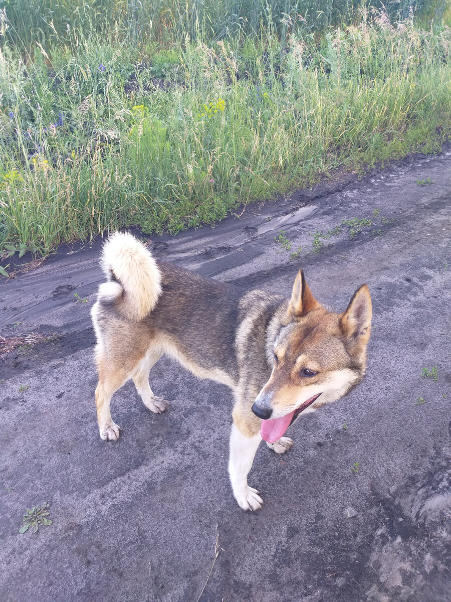 Любимка наша Рада. Не нравится, когда фоткают,но как-то удалось кадр поймать🥰