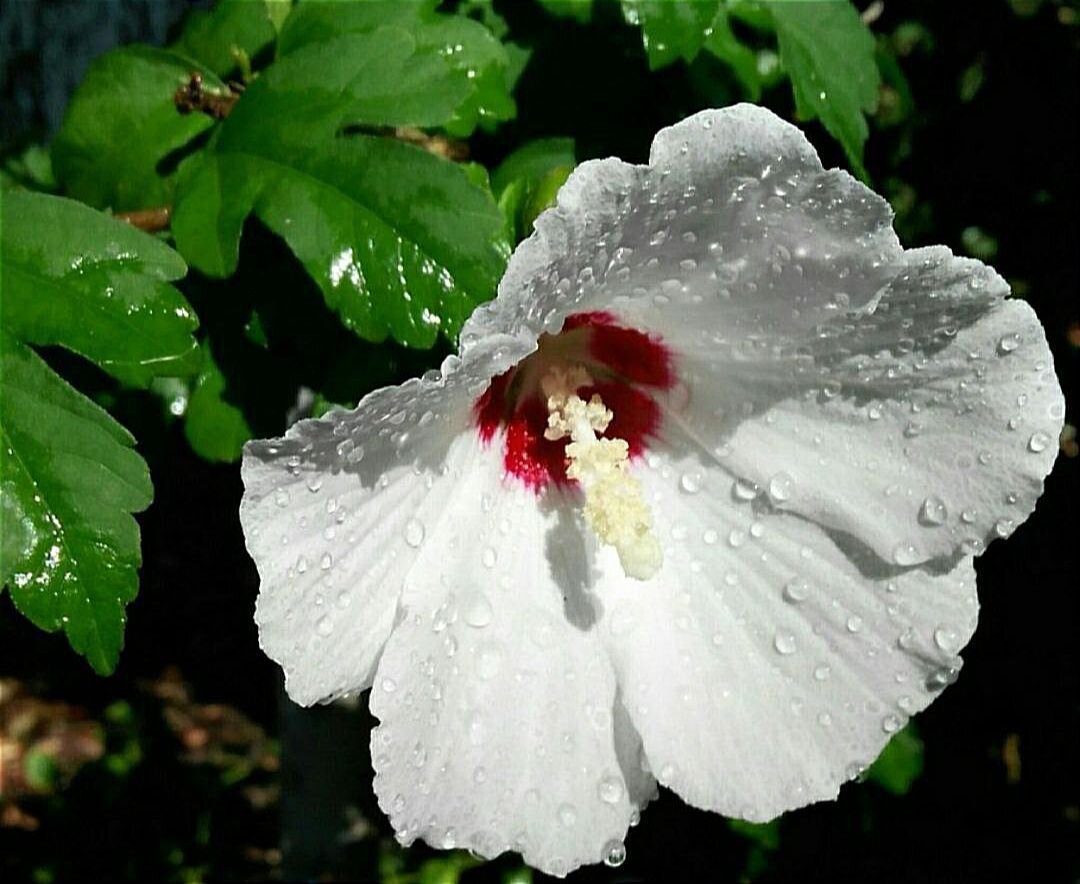 В купальскую ночь у растений, воды и огня появляется магическая сила, которая и помогает нам в исполнении наших желаний