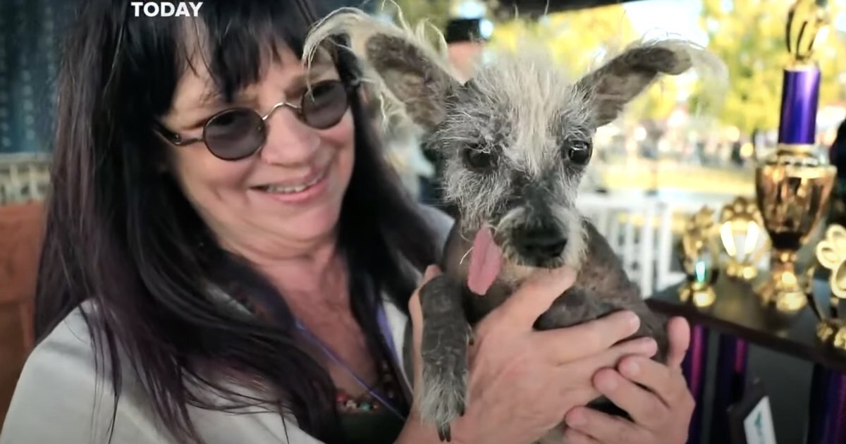     В США выбрали самую уродливую собаку года. Победу одержал 7-летний пес китайской хохлатой породы по кличке Скутер