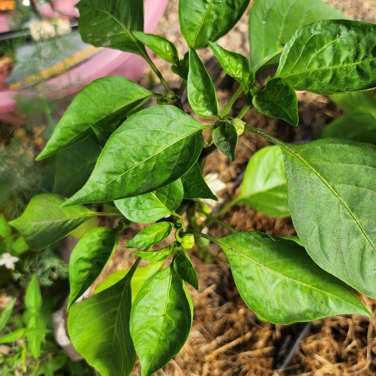 В парнике уже появились завязи.