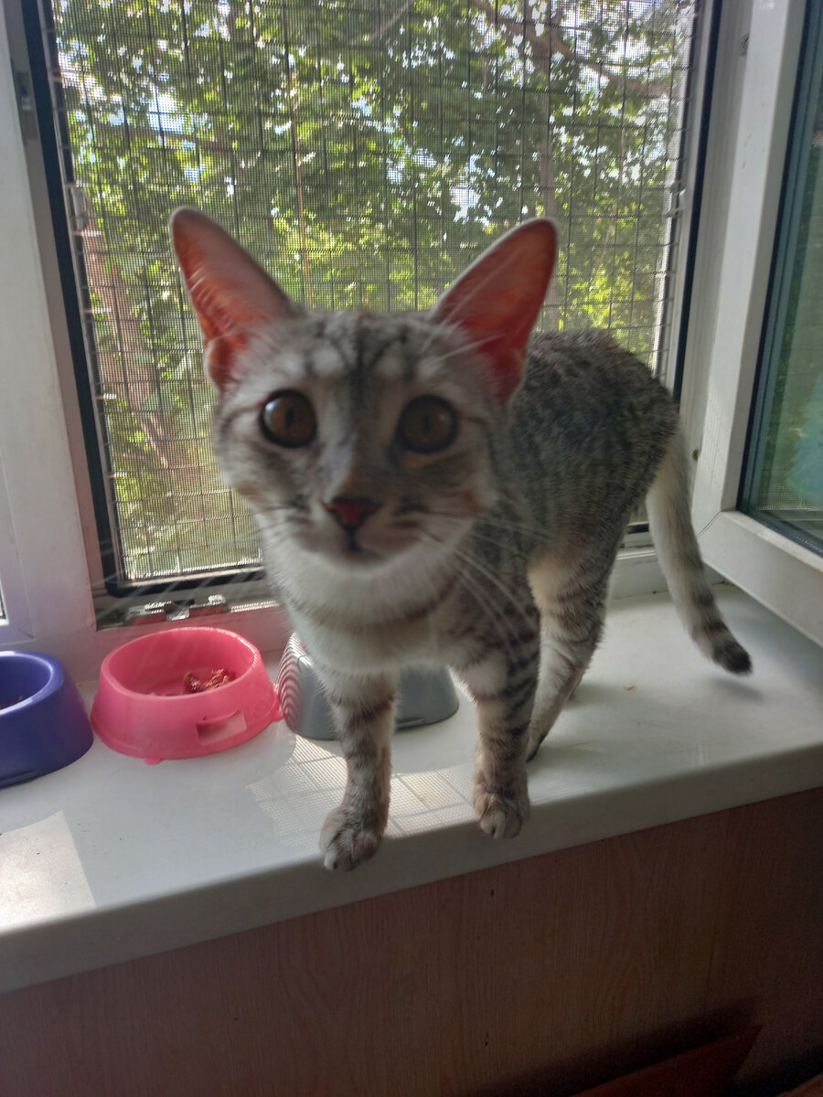 Наша Китти, осваивается.